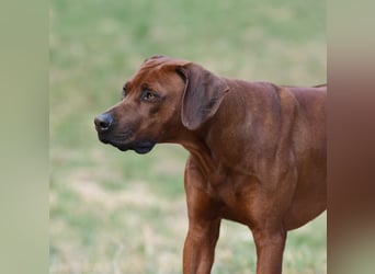 Rodesian Ridgeback Welpen im Kennel "Free Spirit"