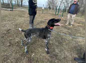 Teofil, geboren 01.01.2023, 63cm sucht DICH