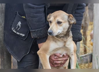 Kleiner Tierschutzhund Bröse❤️sucht Zuhause oder Pflegestelle