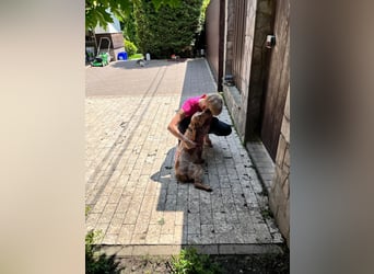 Toller Philipp sucht seine Familie!
