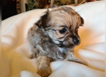 eine Hand voll Glück - Chihuahua Welpen RESERVIERT