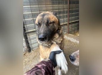 Ares - freundlich und lieb