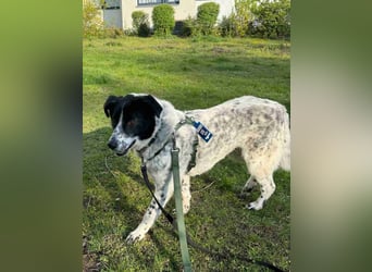 ⭐️TOVA⭐️, Hündin, 1 Jahr, 37 cm, Mischling, Tierschutz