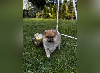Zwergspitz  Pomeranian