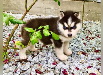 FCI Pedigree Blue Eyed Black & White Siberian Husky Champion Puppy