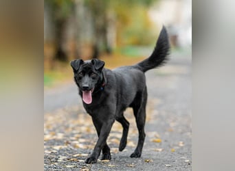 Freundlicher Familienrüde Persik❤️sucht ein liebevolles Zuhause