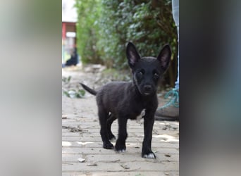 Karlchen - kleiner Entdecker sucht ein tolles Zuhause