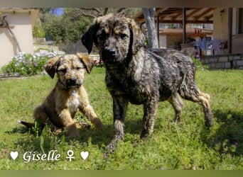 Gigi und Giselle suchen ein Zuhause