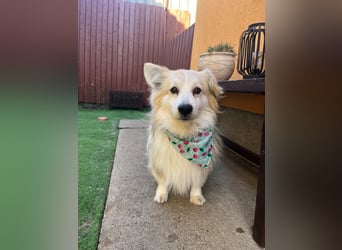 Joey, freundlicher aufgeschlossener Corgi Mischling geb. 2022