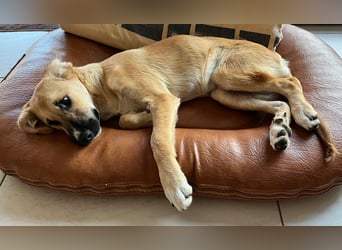 Kiara wünscht sich ein eigenes Körbchen