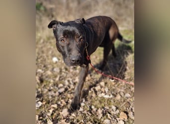Freundlicher Staff-Mix ♥Dante♥ Vermittlung CH+AT+B+NL