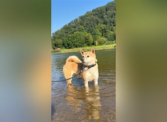 Kokette 3/4 Shiba Inu 1/4 Beagle Hündin Aiko (1,8 Jahre alt)