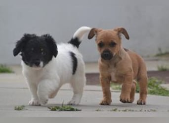 Lady und Boy, zwei fröhliche Welpen voller Neugier und Entdeckungslust