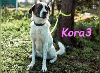 Kora3 08/2019 (ESP) - verspielte und kluge, hübsche Boxer-Mix Hündin!