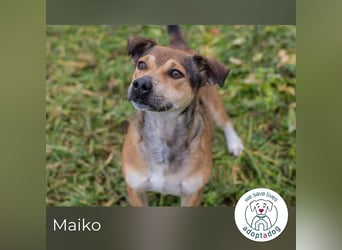 Maiko: Charmeur auf vier Pfoten