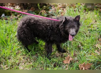 Priska: Für Menschen mit Herz und Hundeverstand