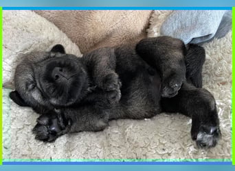 Mittelschnauzer Welpen (nicht haarend) Rüde
