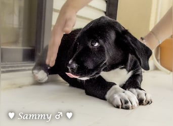 Kokonimix Tammy und Sammy suchen ein Zuhause