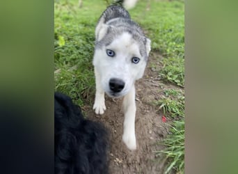 Lobo - wunderschöner Husky