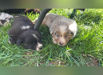 Australian Shepherd Welpen