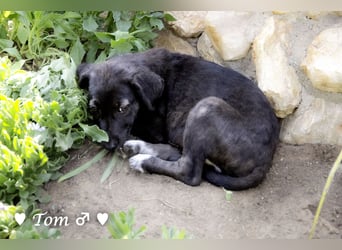 Teddy und seine Geschwister suchen ab September ein Zuhause
