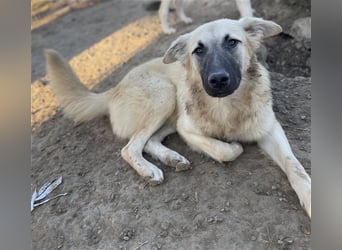 Arlo, geb. ca. 02/2023, lebt in GRIECHENLAND, im städt. Tierheim Serres