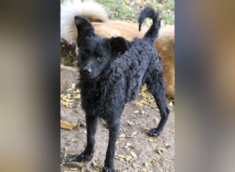 Freundlicher PANCHO ist ein liebevoller und allseits beliebter Traumhund