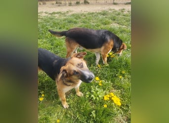 EMA + BOJAR - die Beiden lieben sich sehr, daher werden sie nur im Doppelpack vermittelt