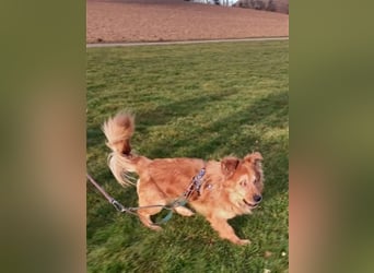 Handicap - Zorro ist blind und liebt Menschen sehr