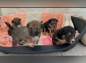 Lenny sucht sein Traumkörbchen