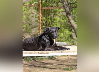 Verspielter ELVIS- sucht Zuhause für immer