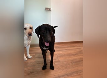 Maffy - Labrador-Mix-Hündin mit Herz sucht ihr Für-immer-Zuhause