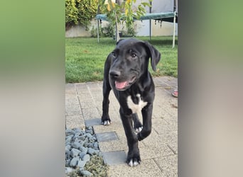 NERO - aufgeweckter Junge sucht Familie
