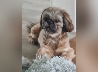 Unsere reinrassige Shih Tzu Hündin Sky sucht ab mitte Mai noch ihr neues Zuhause