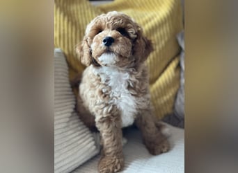 Bereits super erzogene Labradoodle Welpen -abgabebereit-