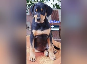 Oskar, 01/25 - Schlappohr sucht Wirkungskreis