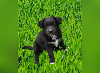 Australian Shepherd Welpen
