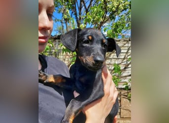 Ella (Elvira) VA - Aufgeweckte Welpin sucht Abenteuer und Geborgenheit