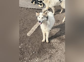 Aimee, RESERVIERT Husky-Collie Mix Lady ,  verjagt und sich selbst überlassen