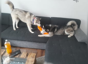 Lobo - traumhafter Charakter