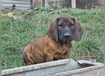 Hannoversche Schweißhundwelpen