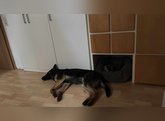 Joshi, geboren 04.06.2024, 54cm sucht neues Zuhause