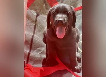 Nur 2 Labrador Weibchen mit Ahnenpass 2 Rüden & 6 Weibchen in Schwarz