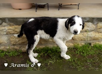 Aramis   sucht ab sofort ein Zuhause