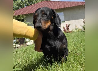 Mega liebe Sally sucht ein Zuhause