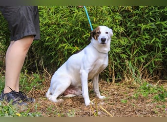 Chico, Mix Labrador / Beagle, lieb und sozial