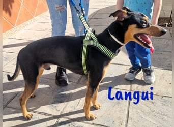 Langui 02/2024 (ESP Pflegestelle) - kinderlieber, verschmuster, witziger und kluger Bodeguero!