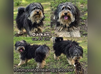 Daikan ist für jeden Spass zu haben