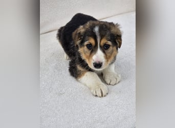 Nuki, eine von 7 zauberhaften Hundekindern