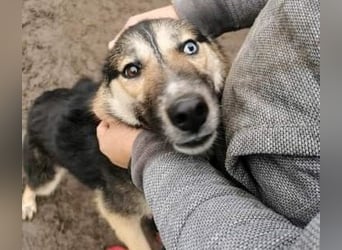 Twyla, sanftes verspieltes Husky Mix Mädchen mit bezaubernden Augen